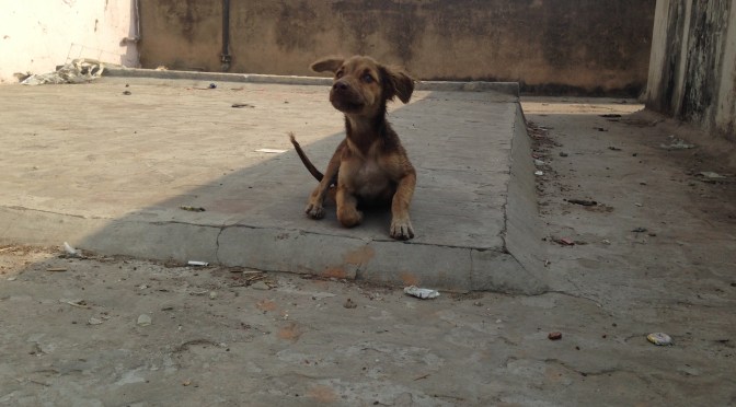 Eye-Opening Tour of Old Delhi