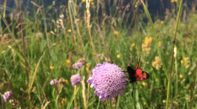 Recap: Swiss Alps Pics